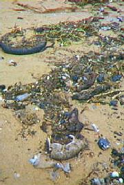 Washed up sewage