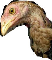 Avian Flu at Loch Ness