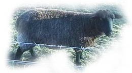 Dotty the Sheep!