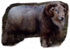 Hannibal - a big Herdwick