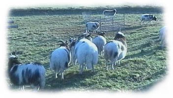 Jacob Sheep