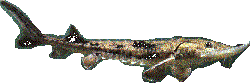 A sturgeon - monster of the deep?